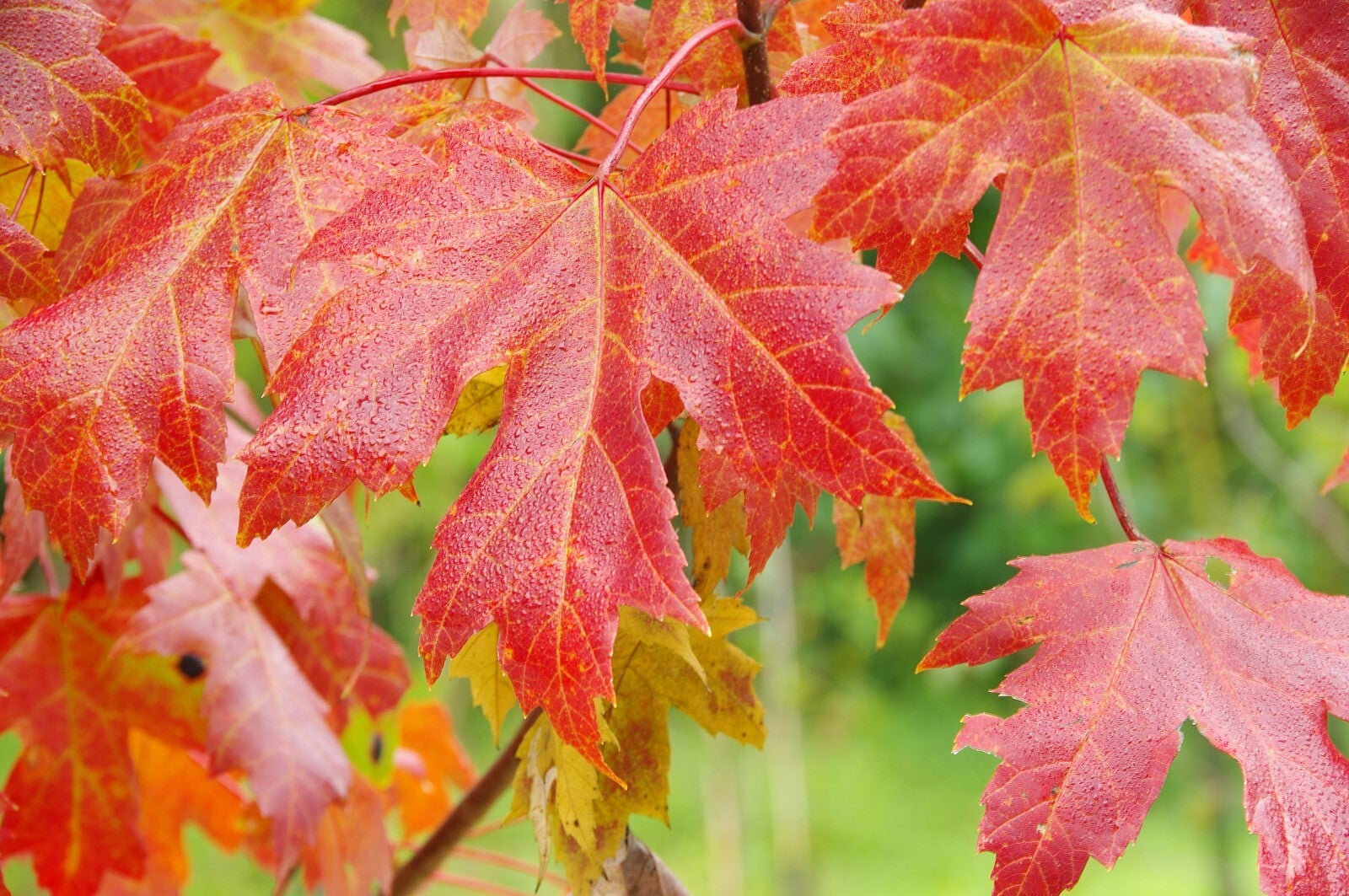 Flora Maple