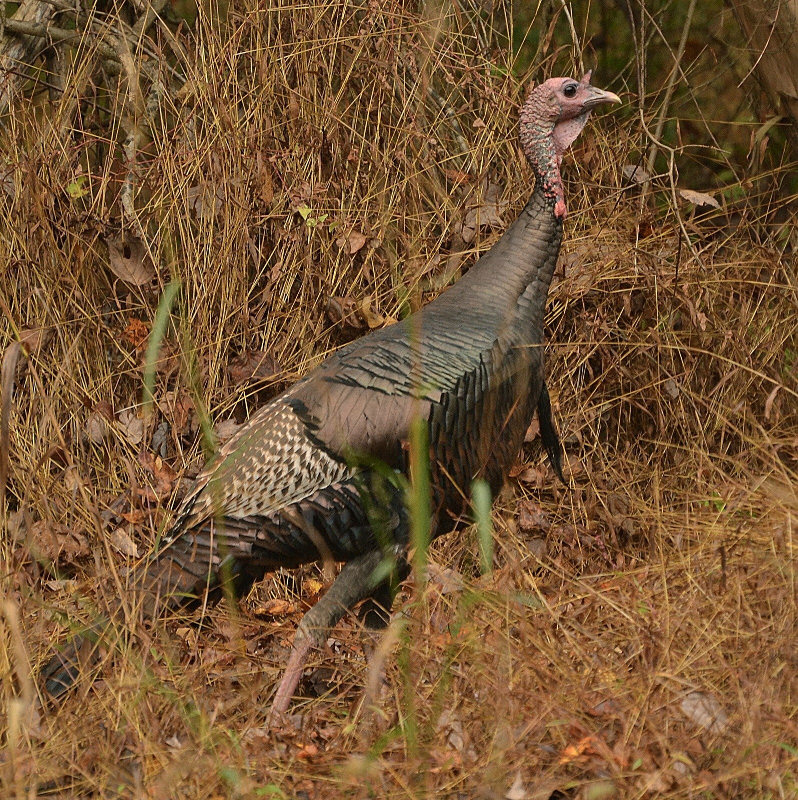 Fauna Turkey
