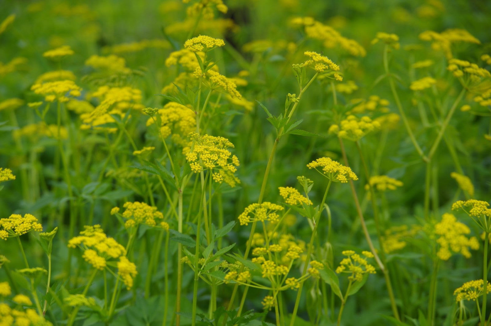 A vibrant field of yellow flowers blooms amidst lush green foliage.