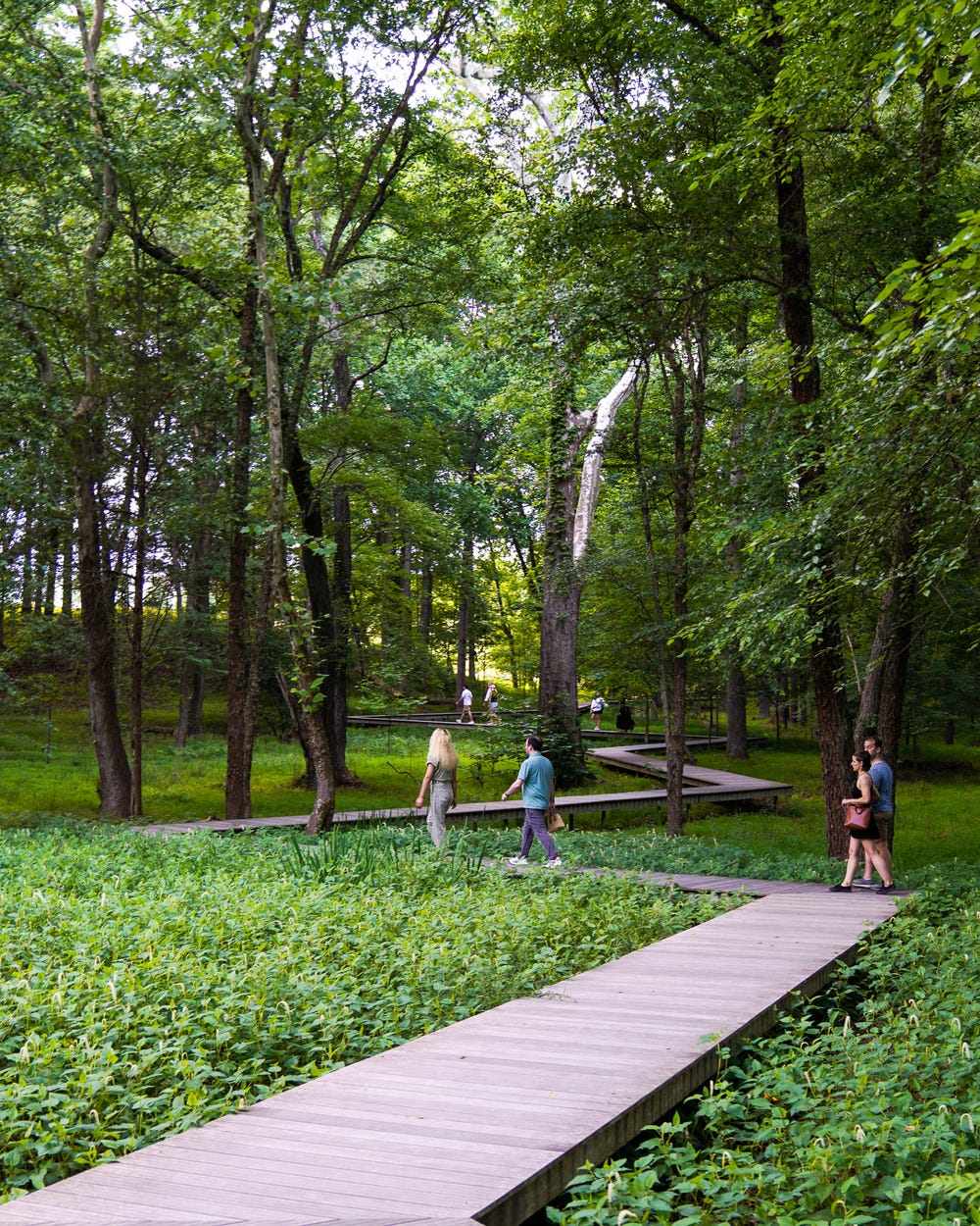 People walk along a boardwalk in a lush, green forest.
