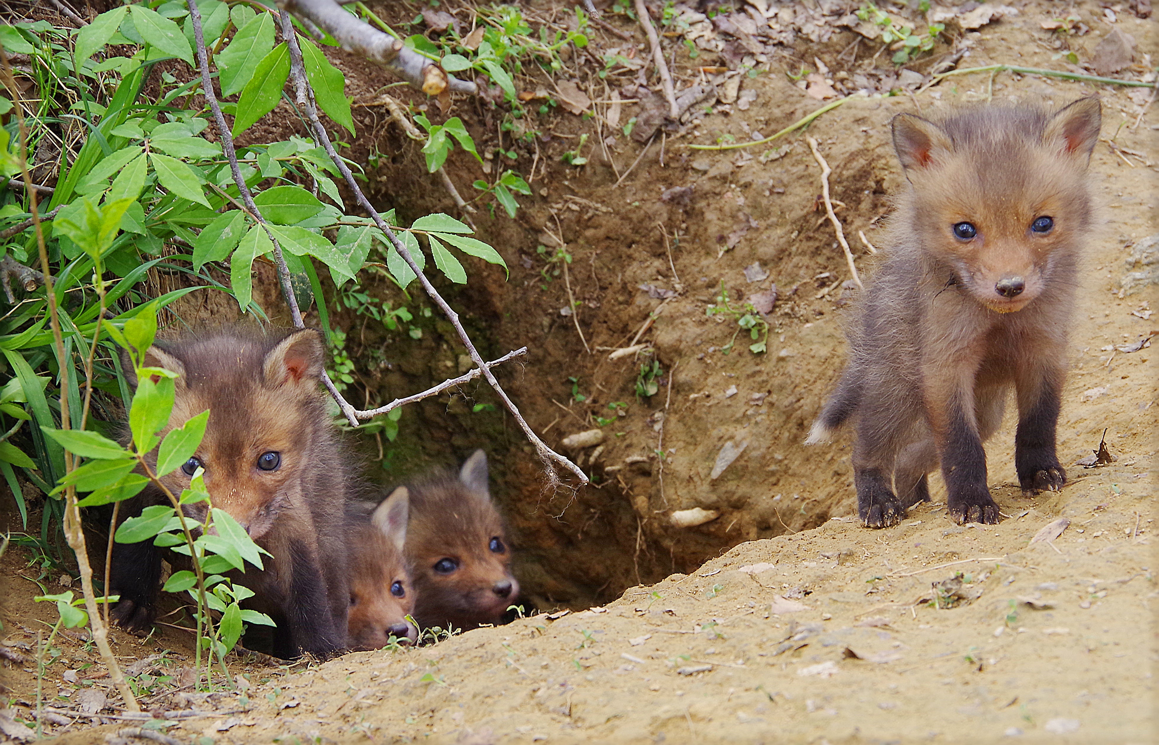 Cuatro crías de zorro están de pie cerca de su guarida, observando atentamente al espectador con curiosidad y cautela.