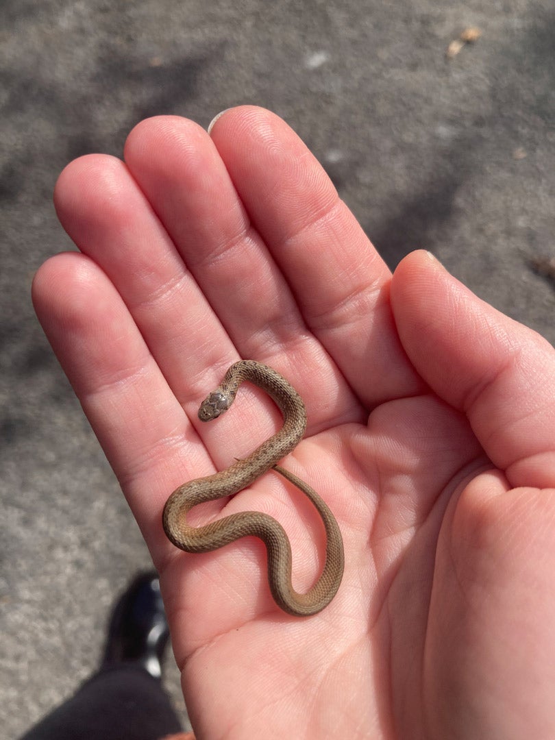 A tiny brown snake sits on the palm of a person's hand.