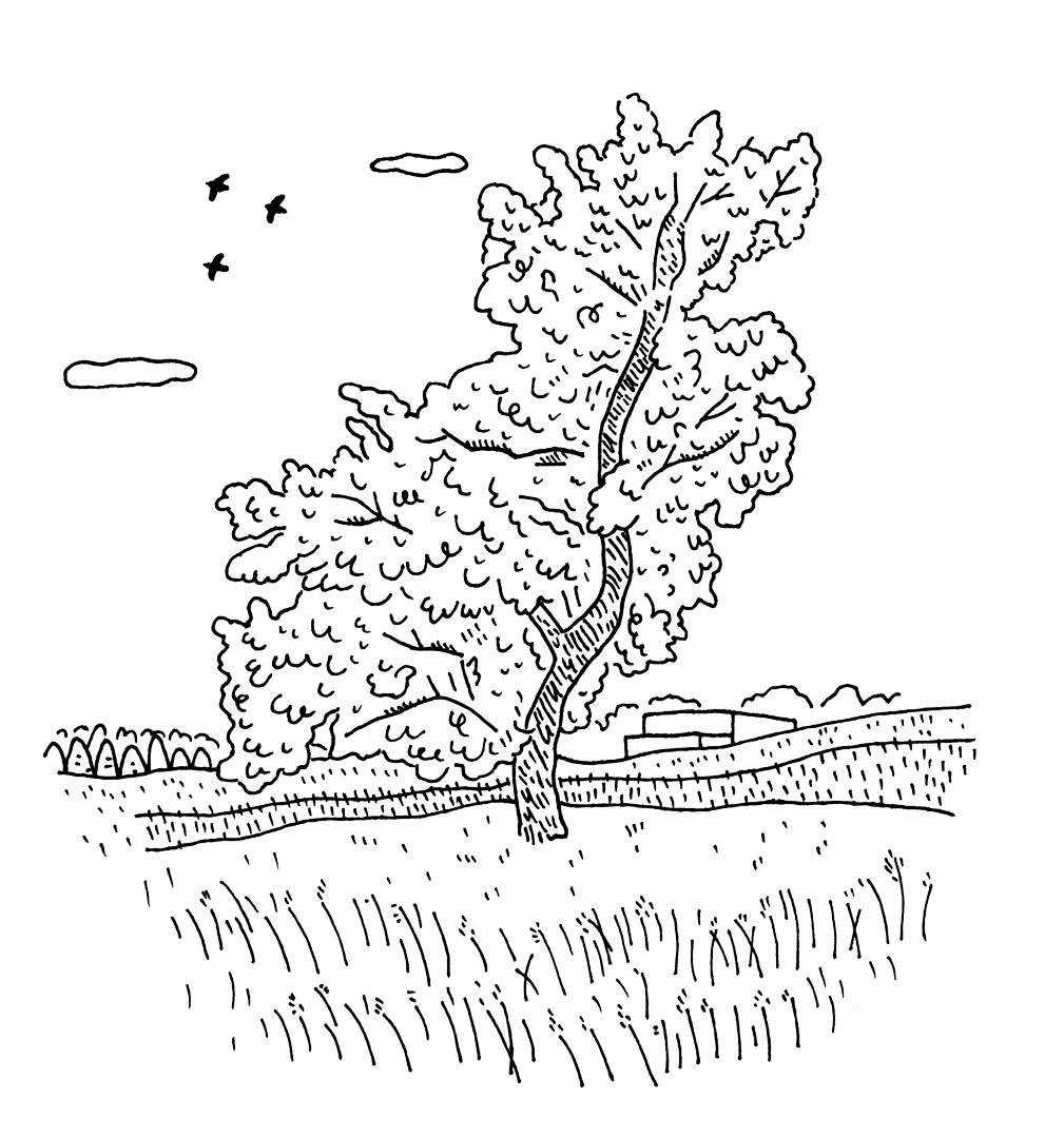 Line drawing of a large sycamore tree.
