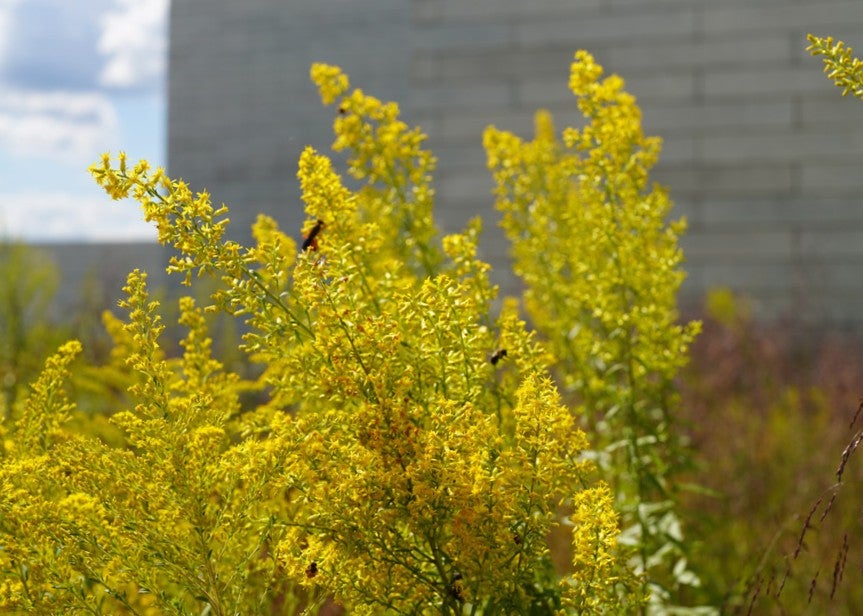 Bright yellow flowers bloom in a lush green landscape, with a textured stone wall and a blue sky dotted with clouds in the background.