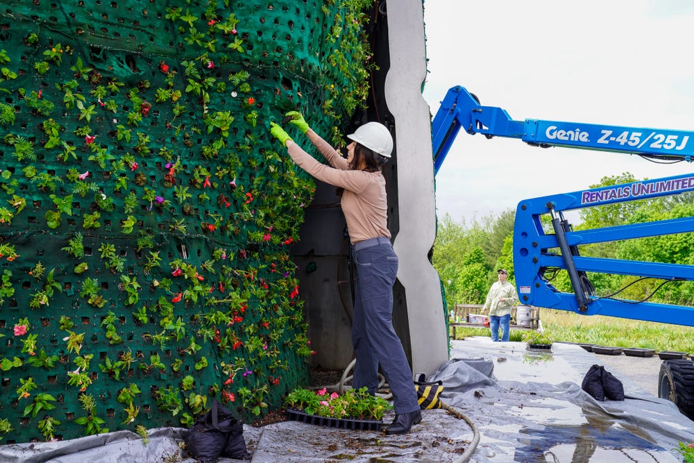 Un asociado de Glenstone planta flores en una escultura gigante.