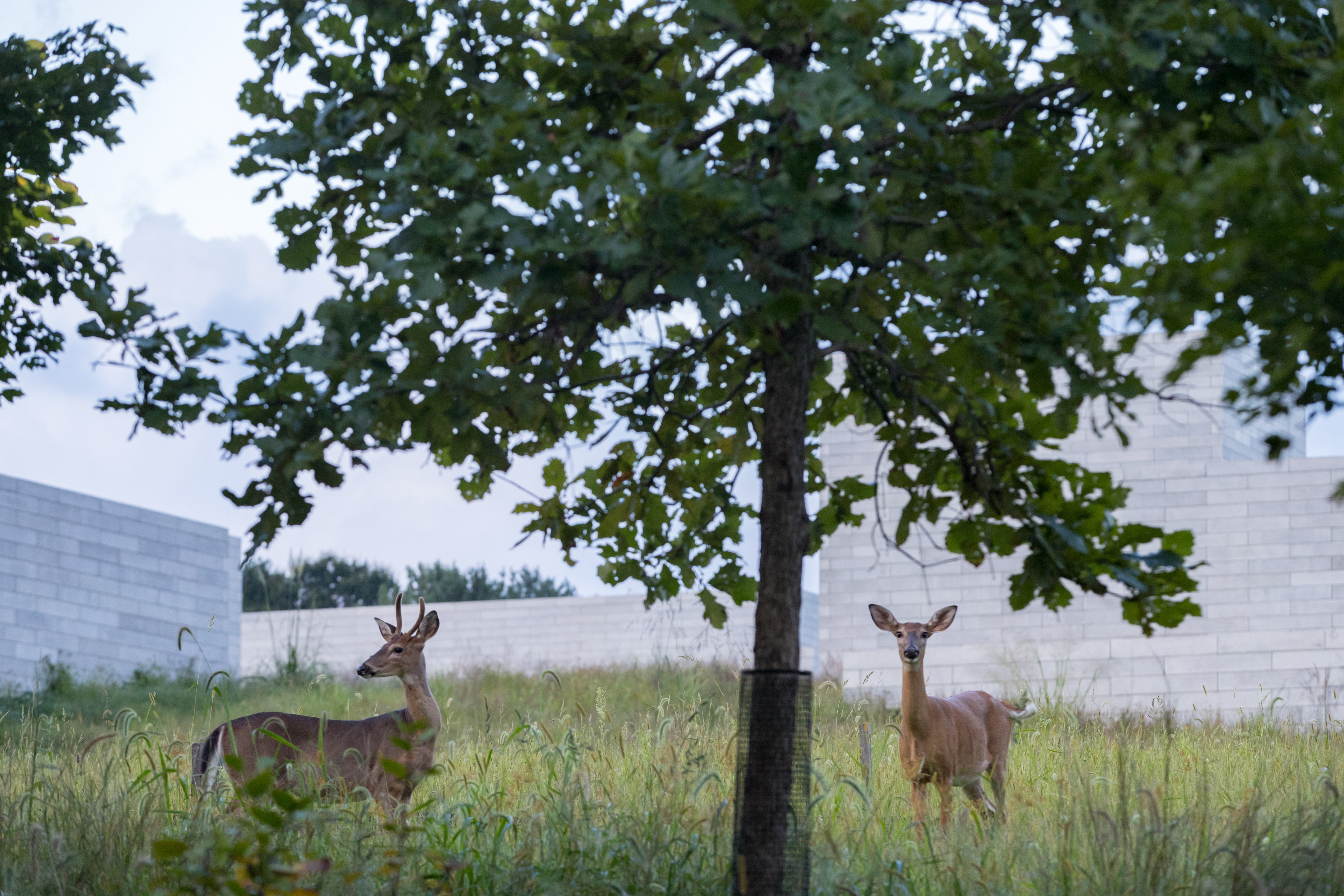 Two deer stand by a tree and in tall grass outside blocky concrete buildings
