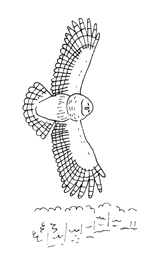 Black line drawing of an owl flying high above some trees.