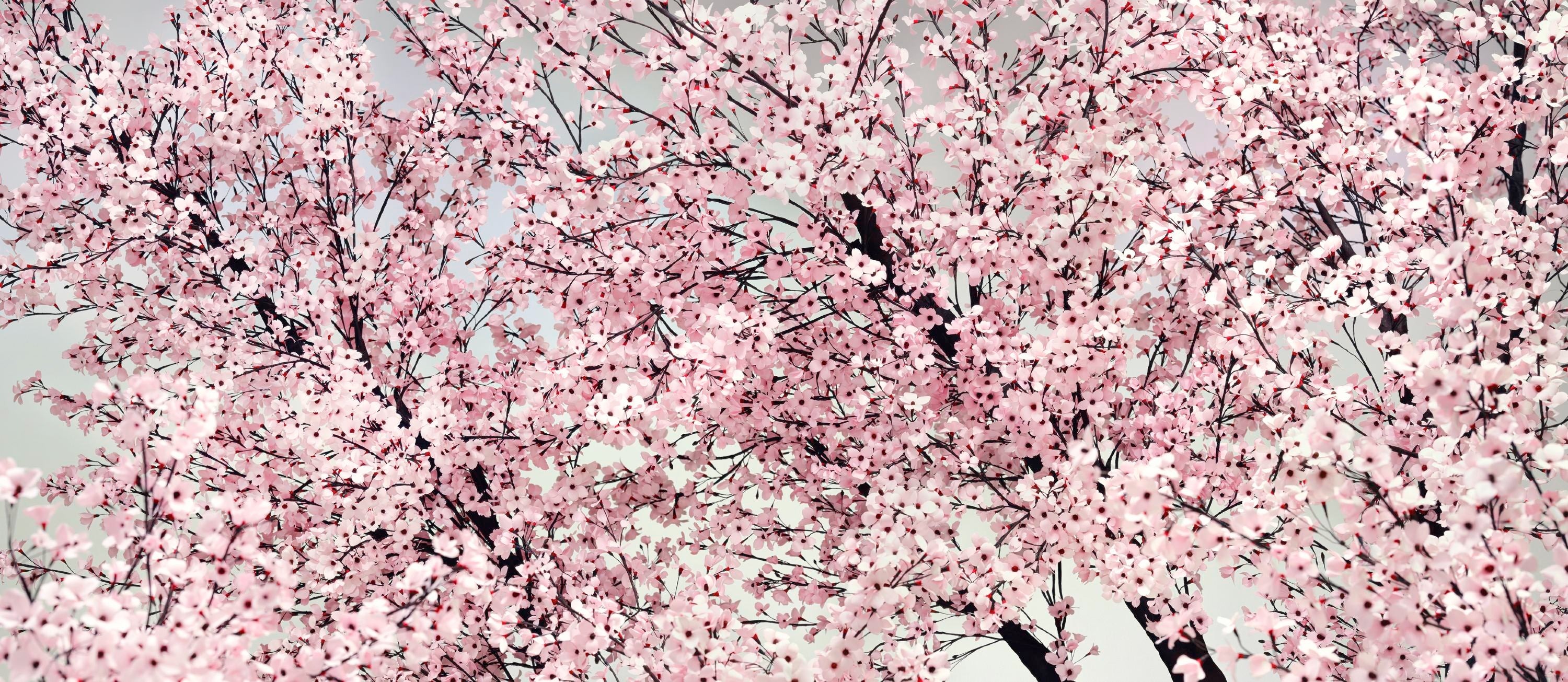 Dark tree branches stretching diagonally from bottom right to top left, each covered with pale pink blossoms.