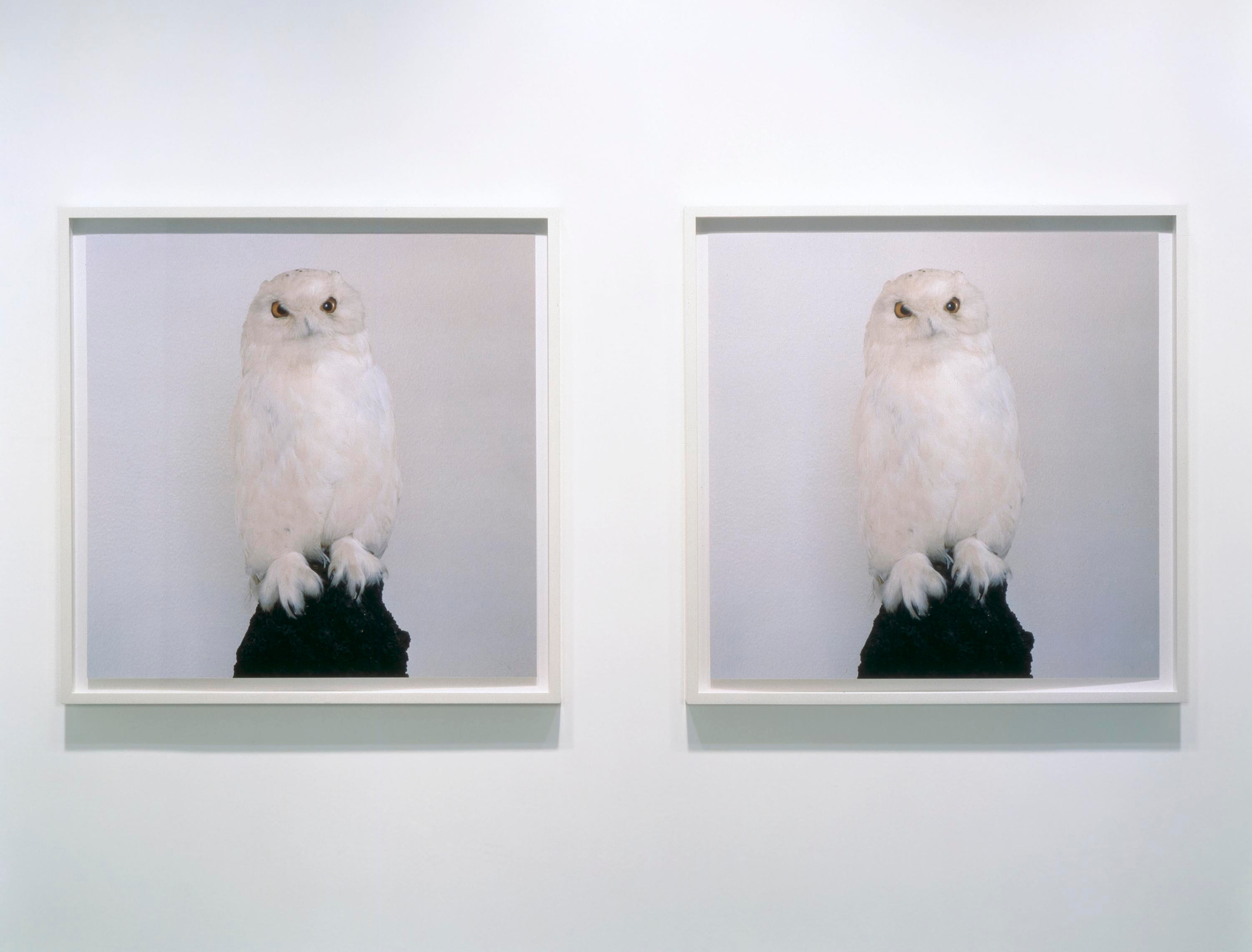 Two framed photos of a white owl on a black rock.