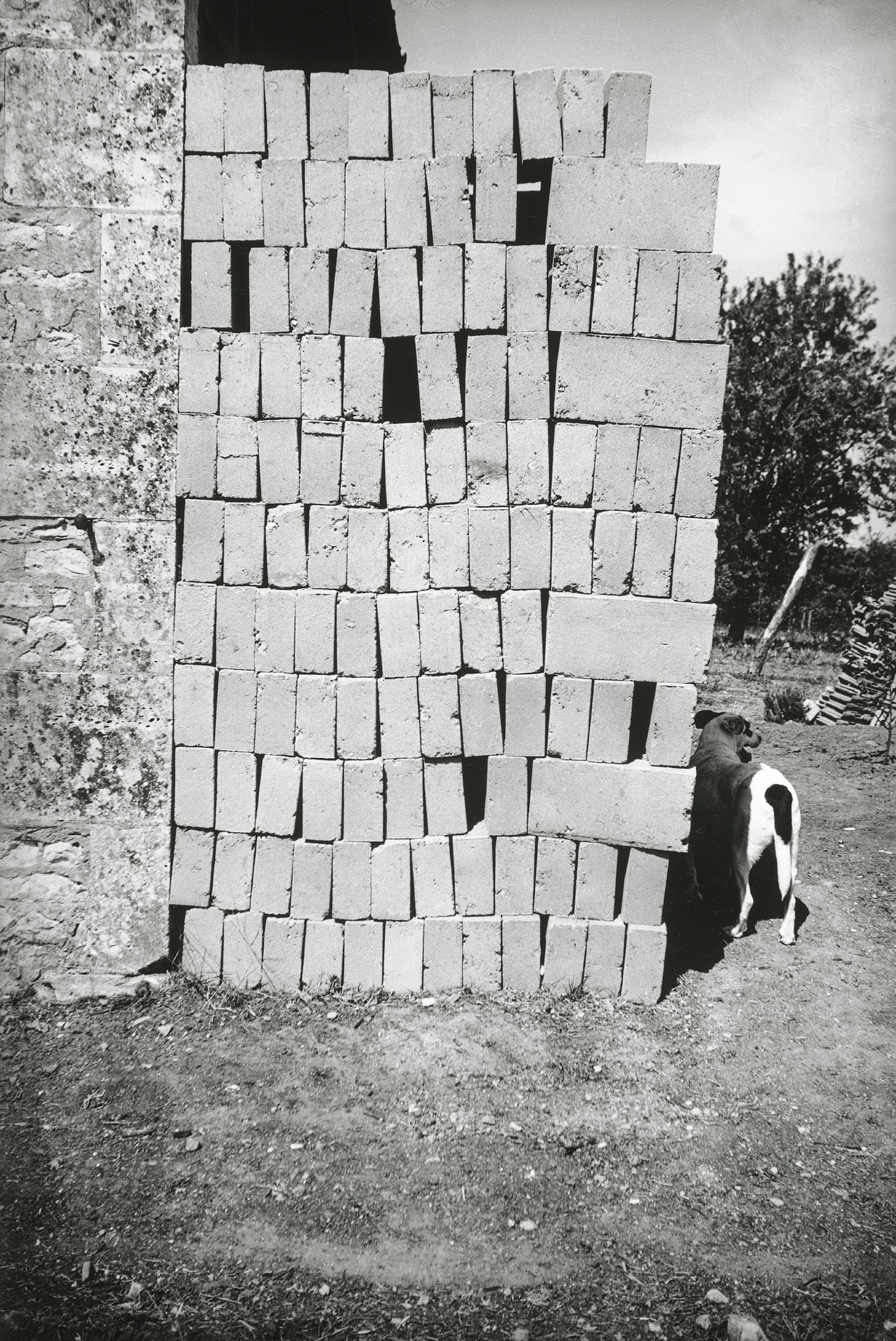 Ladrillos apilados junto a un edificio. Hay un perro pequeño junto a los ladrillos, a su sombra.