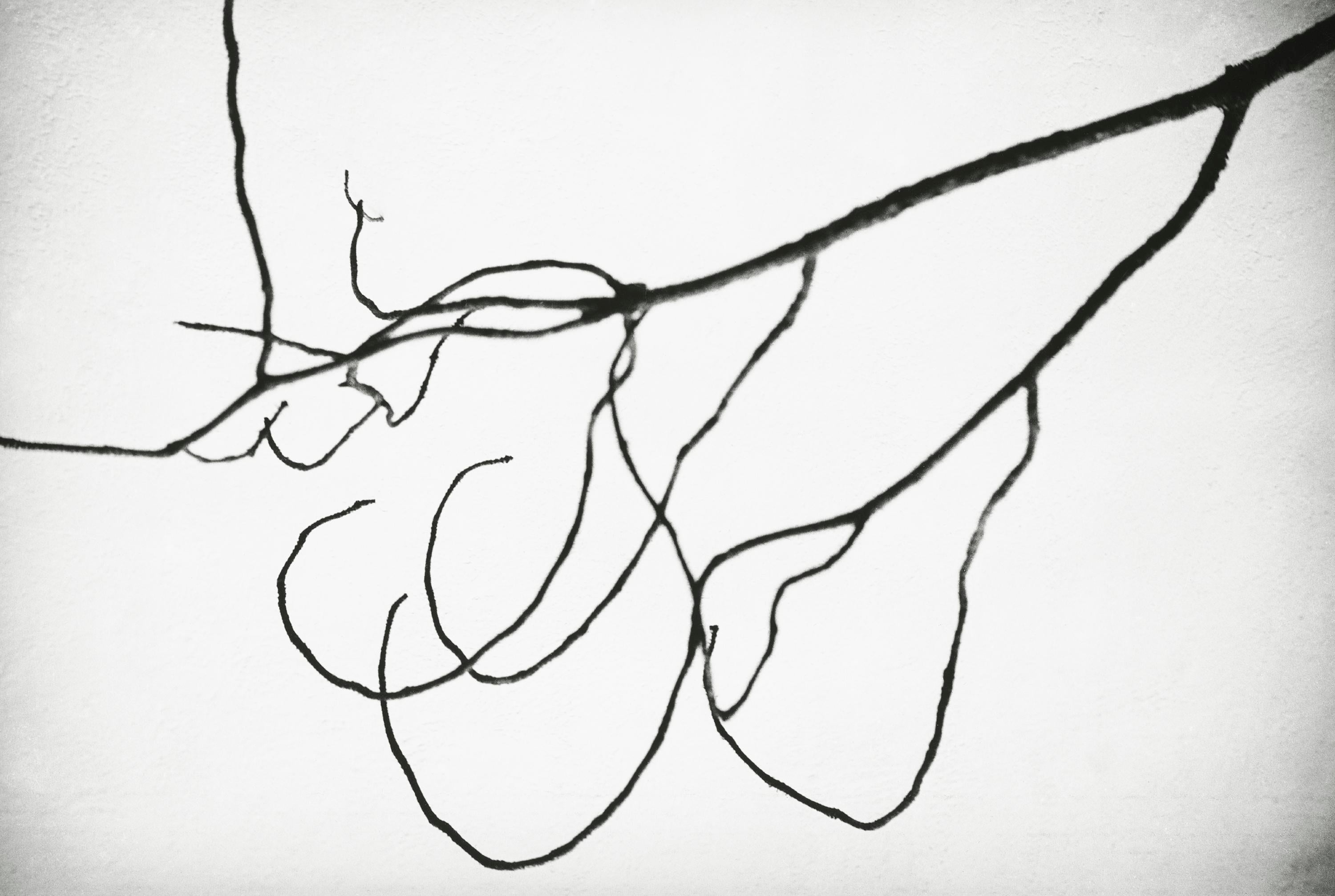 Una rama de pino se recorta contra un cielo gris en blanco y negro.