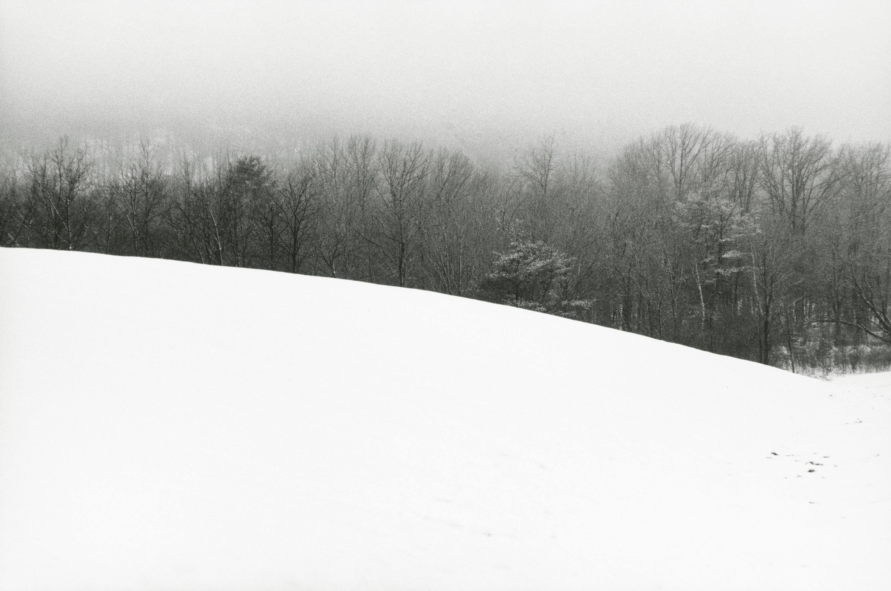 Una ladera blanca cubierta de nieve se alza sobre una línea gris de árboles.