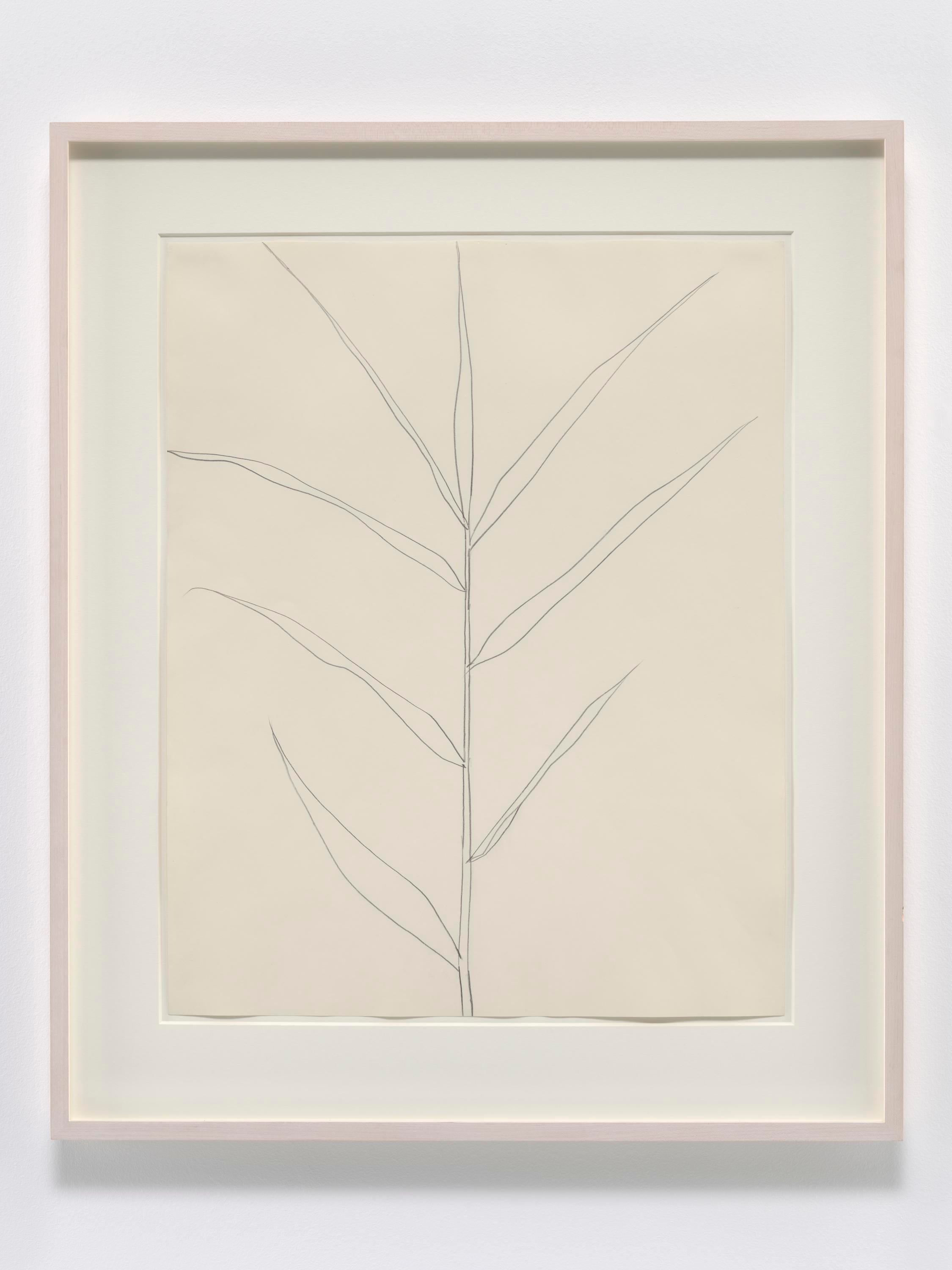 Un dibujo lineal de hierba en papel en un marco blanco.