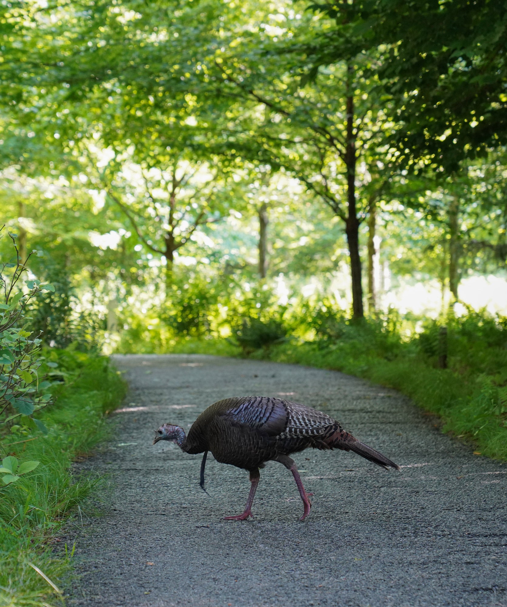 A wild turkey walks along a gravel path surrounded by lush greenery and trees, creating a serene and natural atmosphere in a peaceful outdoor setting.