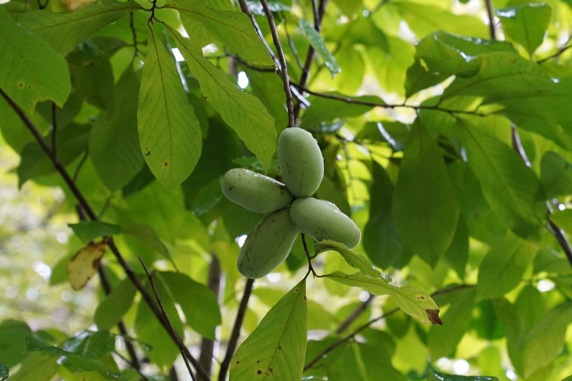 A cluster of green, oval-shaped fruits hangs among vibrant green leaves.