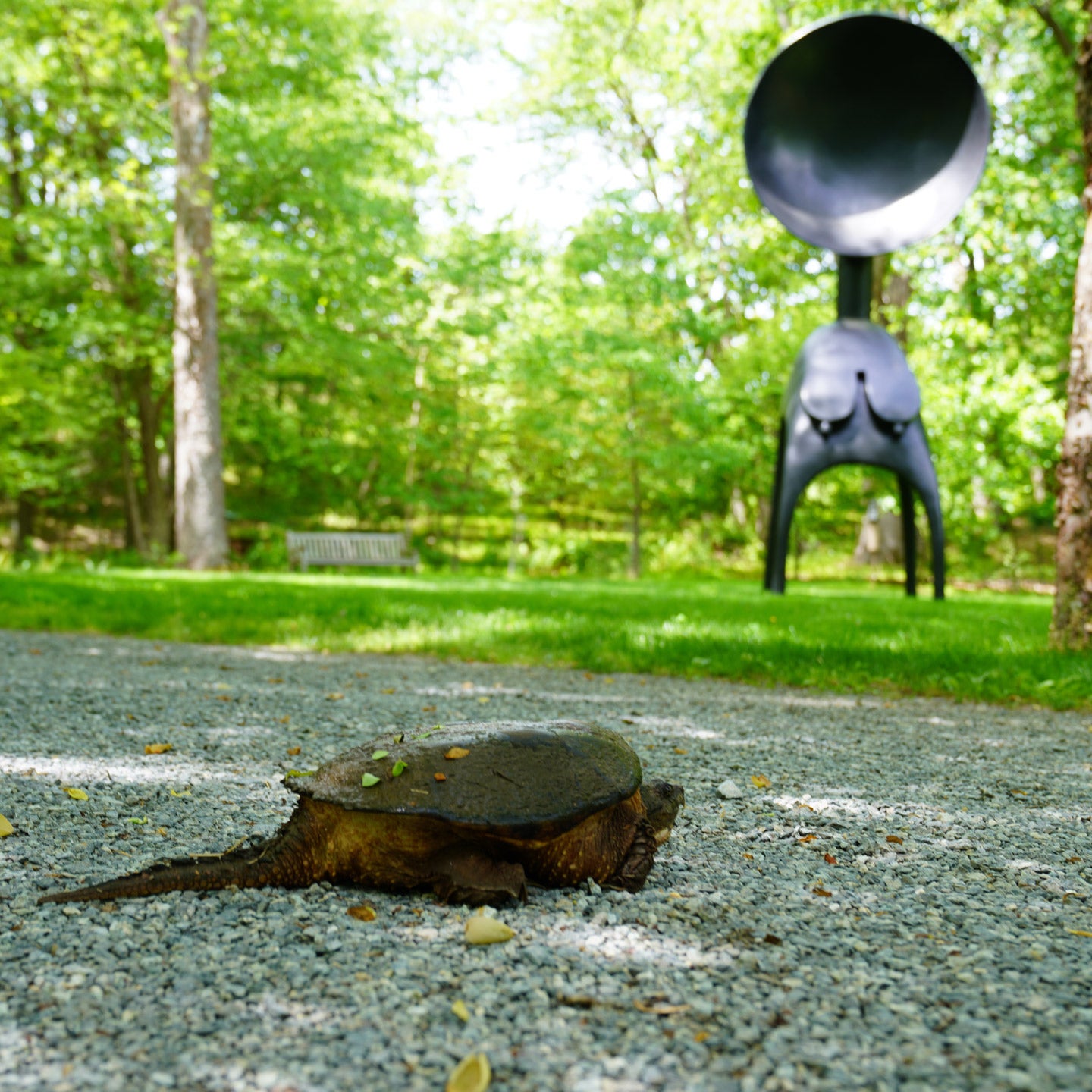 A turtle crawls along a gravel path in a lush green park, with a large, abstract black sculpture visible in the background, surrounded by trees and natural light.
