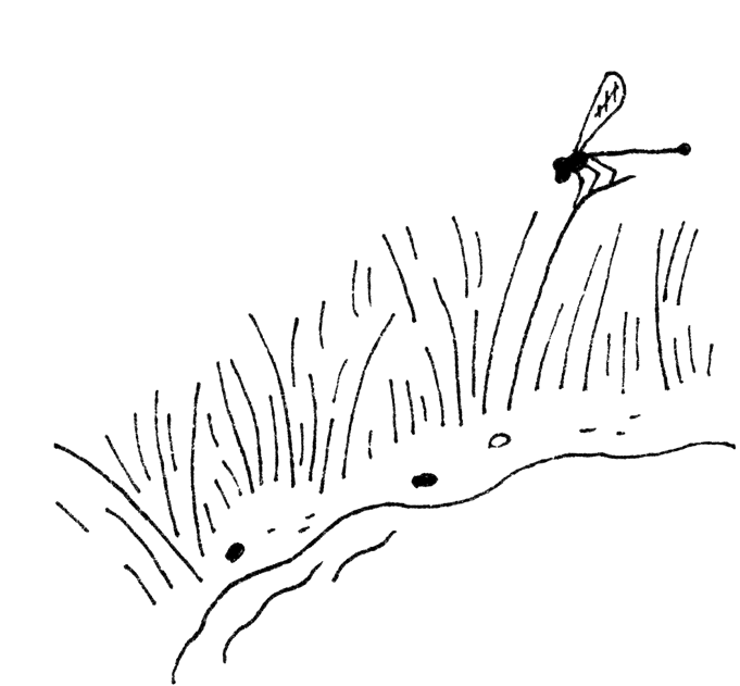 A black line drawing of a damsel fly perched on a tall blade of grass on the edge of a pond.