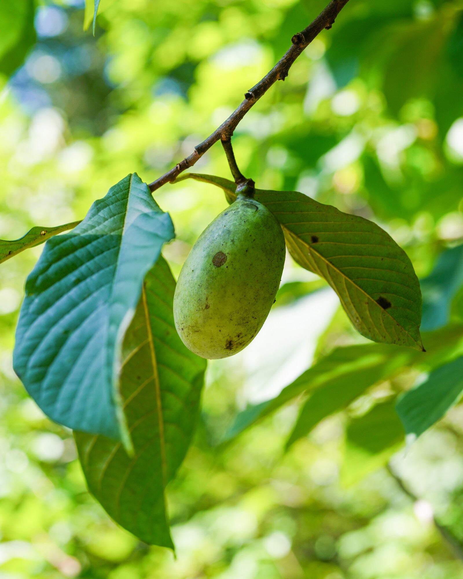 A green fruit hangs from a branch surrounded by vibrant green leaves, set against a blurred background of lush foliage.