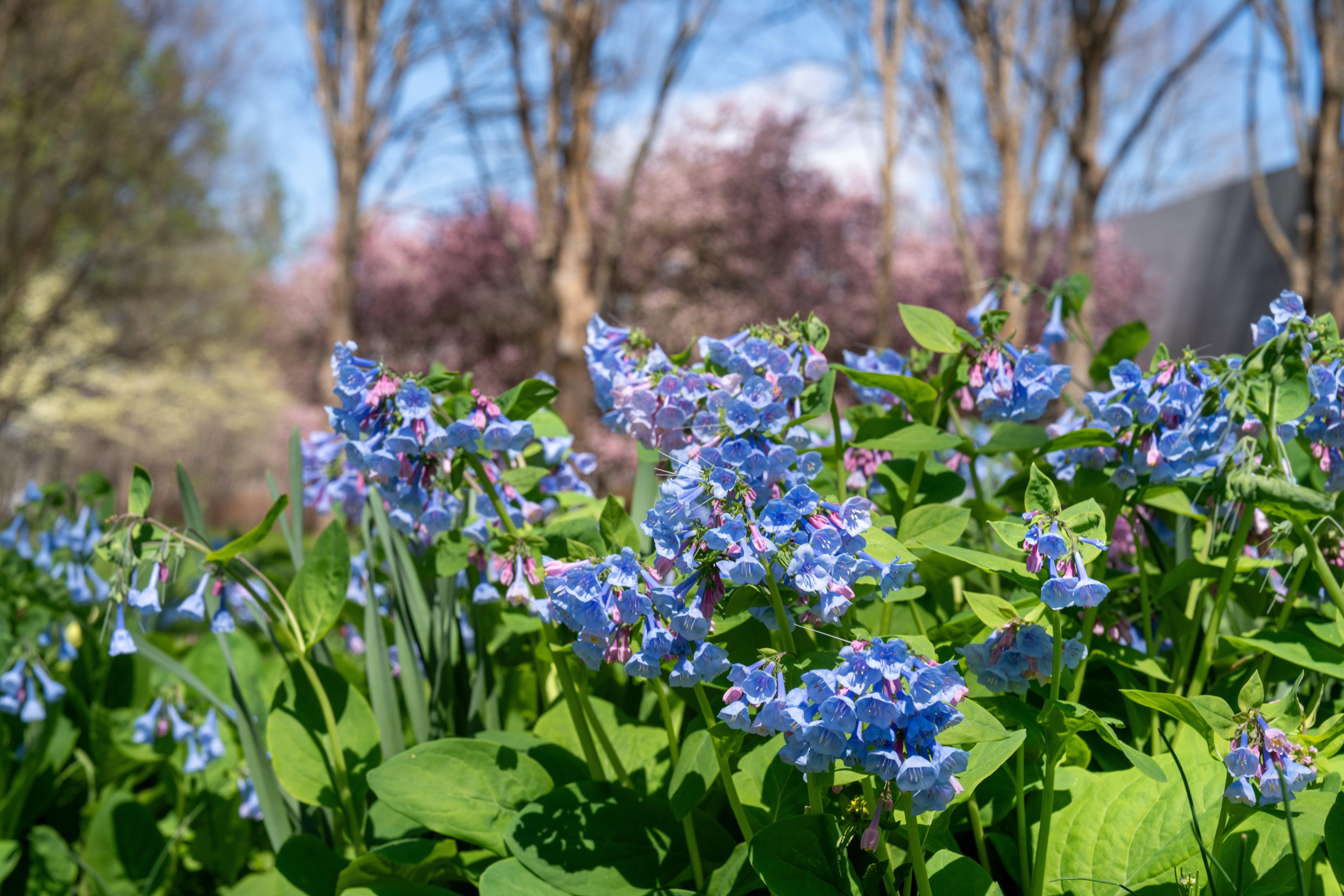 A vibrant display of blue flowers surrounded by lush green leaves, set against a backdrop of blooming trees and a clear blue sky.