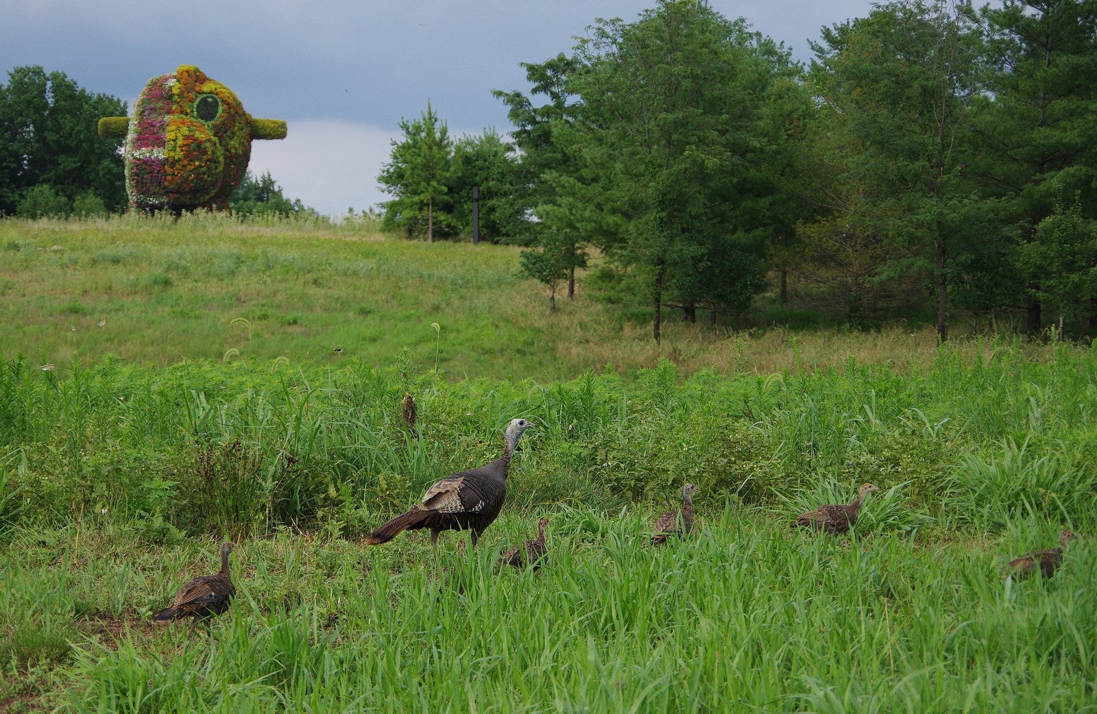 A group of wild turkeys forages in a grassy field, with a large, colorful sculpture resembling a fish in the background, surrounded by trees under a cloudy sky.