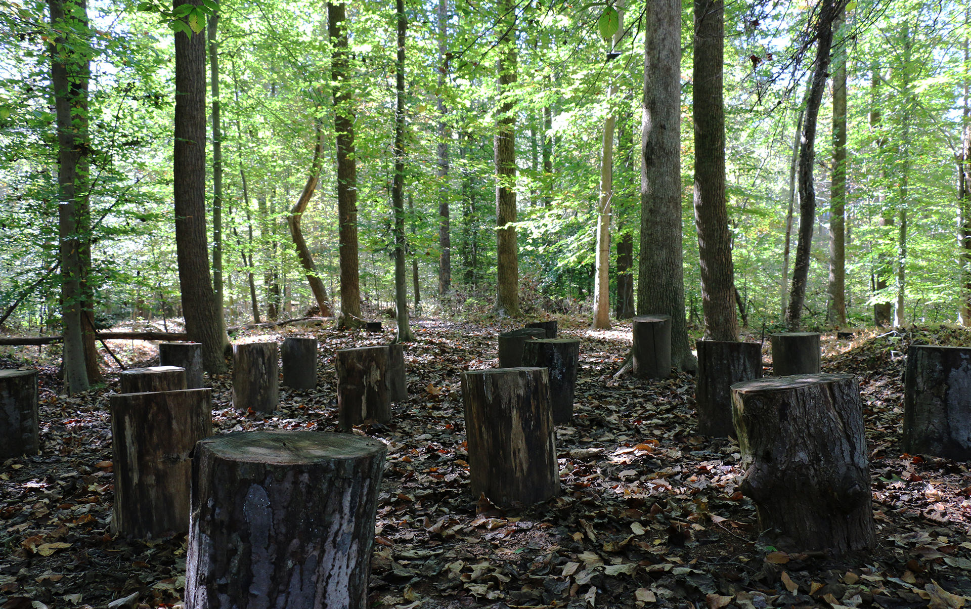 Eighteen tree stumps in the foreground are surrounded by leaves on the ground and leafy green trees in the background.